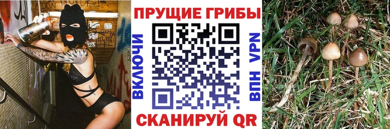Купить  Зверево  Псилоцибиновые грибы GOLDEN TEACHER 